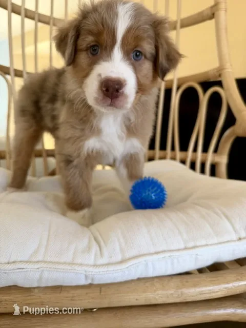 Margo – Australian Shepherd puppy for sale in Poway, CA
