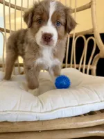 Margo, a female Australian Shepherd for sale in El Cajon, CA – 1 of 7