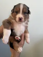 kooka-Roo, a male Australian Shepherd for sale in Poway, CA – 2 of 2