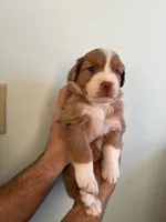 Margo, a female Australian Shepherd for sale in Poway, CA – 5 of 5