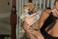 Fiona, a female Shiba Inu for sale in Frisco, TX – 1 of 1
