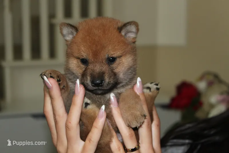 Bunny – Shiba Inu puppy for sale in Frisco, TX