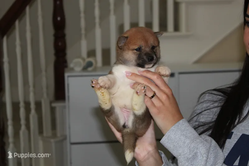 Daisy – Shiba Inu puppy for sale in Frisco, TX