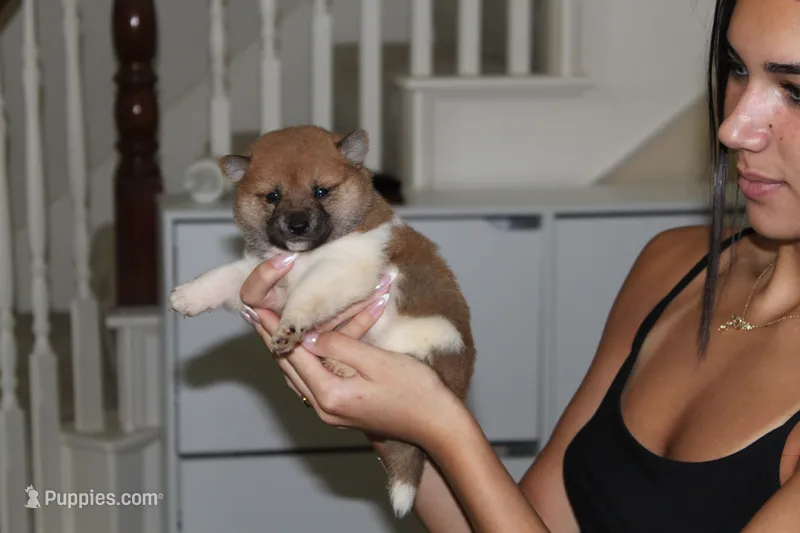 Cupcake – Shiba Inu puppy for sale in Frisco, TX