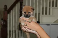 Apple Pie, a female Shiba Inu for sale in Frisco, TX – 1 of 1