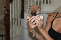 Grumpy, a male Shiba Inu for sale in Frisco, TX – 1 of 1