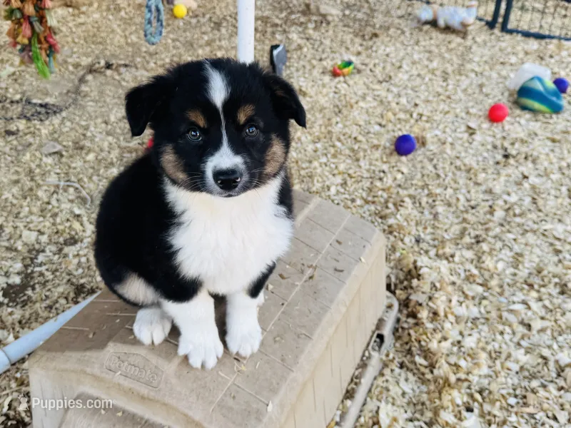Demi – Australian Shepherd puppy for sale in Coleman, TX