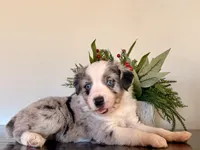 Tibit, a female Miniature Australian Shepherd for sale in Coleman, TX – Photo 7 of 10