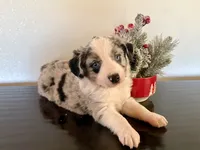 Tibit, a female Miniature Australian Shepherd for sale in Coleman, TX – Photo 2 of 10