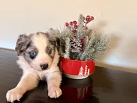 Tibit, a female Miniature Australian Shepherd for sale in Coleman, TX – Photo 4 of 10