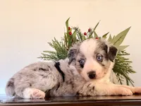 Tibit, a female Miniature Australian Shepherd for sale in Coleman, TX – Photo 5 of 10
