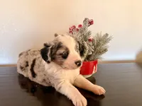 Tibit, a female Miniature Australian Shepherd for sale in Coleman, TX – Photo 3 of 10