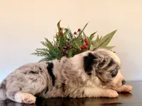 Tibit, a female Miniature Australian Shepherd for sale in Coleman, TX – Photo 8 of 10