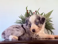 Tibit, a female Miniature Australian Shepherd for sale in Coleman, TX – Photo 6 of 10