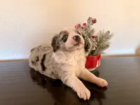 Tibit, a female Miniature Australian Shepherd for sale in Coleman, TX – Photo 1 of 10