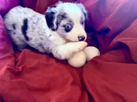 Tibit, a female Miniature Australian Shepherd for sale in Coleman, TX – Photo 10 of 10