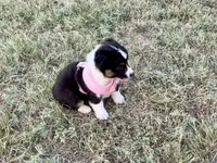 Demi, a female Australian Shepherd for sale in Coleman, TX – 7 of 10