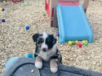 Wyatt, a male Australian Shepherd for sale in Coleman, TX – 6 of 9