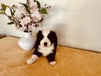 Zuri, a female Miniature Australian Shepherd for sale in Coleman, TX – 1 of 10