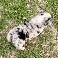 Hunter, a male Australian Shepherd for sale in Coleman, TX – Photo 8 of 10