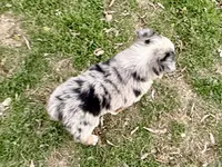 Hunter, a male Australian Shepherd for sale in Coleman, TX – Photo 8 of 10