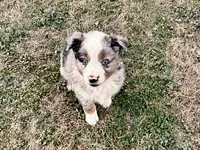 Hunter, a male Australian Shepherd for sale in Coleman, TX – Photo 9 of 10