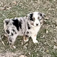 Hunter, a male Australian Shepherd for sale in Coleman, TX – Photo 1 of 10