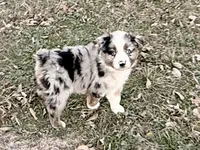 Hunter, a male Australian Shepherd for sale in Coleman, TX – Photo 1 of 10