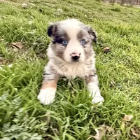 Hunter, a male Australian Shepherd for sale in Coleman, TX – Photo 3 of 10