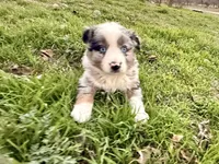 Hunter, a male Australian Shepherd for sale in Coleman, TX – Photo 3 of 10