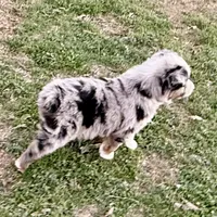 Hunter, a male Australian Shepherd for sale in Coleman, TX – Photo 2 of 10