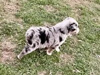 Hunter, a male Australian Shepherd for sale in Coleman, TX – Photo 2 of 10