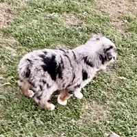 Hunter, a male Australian Shepherd for sale in Coleman, TX – Photo 4 of 10