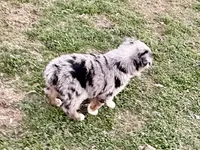 Hunter, a male Australian Shepherd for sale in Coleman, TX – Photo 4 of 10