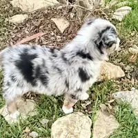 Hunter, a male Australian Shepherd for sale in Coleman, TX – Photo 5 of 10