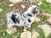 Hunter, a male Australian Shepherd for sale in Coleman, TX – Photo 5 of 10