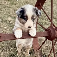 Hunter, a male Australian Shepherd for sale in Coleman, TX – Photo 10 of 10