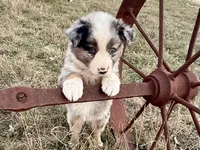 Hunter, a male Australian Shepherd for sale in Coleman, TX – Photo 10 of 10