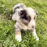 Hunter, a male Australian Shepherd for sale in Coleman, TX – Photo 6 of 10