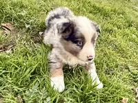 Hunter, a male Australian Shepherd for sale in Coleman, TX – Photo 6 of 10