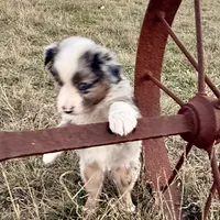 Hunter, a male Australian Shepherd for sale in Coleman, TX – Photo 7 of 10