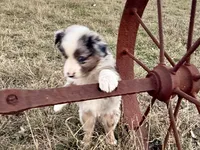 Hunter, a male Australian Shepherd for sale in Coleman, TX – Photo 7 of 10