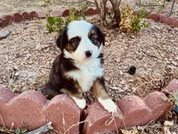 Pinky, a female Miniature Australian Shepherd for sale in Coleman, TX – 1 of 10