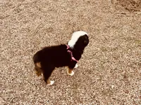 Pinky, a female Miniature Australian Shepherd for sale in Coleman, TX – 7 of 10