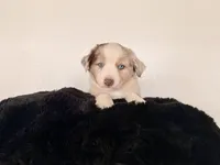 Dixi, a female Miniature Australian Shepherd for sale in Coleman, TX – Photo 10 of 10