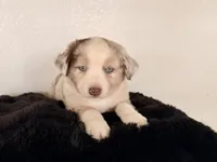 Dixi, a female Miniature Australian Shepherd for sale in Coleman, TX – Photo 4 of 10