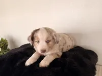 Dixi, a female Miniature Australian Shepherd for sale in Coleman, TX – Photo 3 of 10