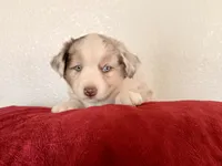 Dixi, a female Miniature Australian Shepherd for sale in Coleman, TX – Photo 7 of 10