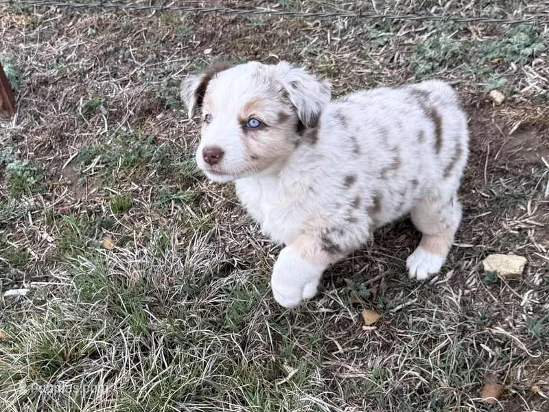 Dixi – Miniature Australian Shepherd puppy for sale in Coleman, TX