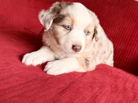 Dixi, a female Miniature Australian Shepherd for sale in Coleman, TX – Photo 6 of 10